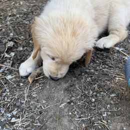 Yellow - Boy - Dark golden male Golden Retriever puppy in Chico, California from Upper Park Goldens