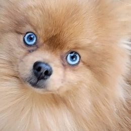 Pomeranians from Peak Pomeranians