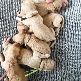 Black collar - Apricot male Goldendoodle puppy in San Antonio, Texas from Pasatiempo Ranch