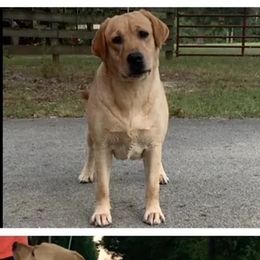 Tipsy - Labrador Retriever