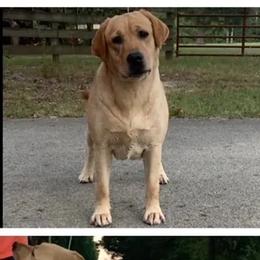 Tipsy - Labrador Retriever