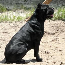 Ivika - Cane Corso