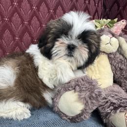 Girl 2 - Red and white female Shih Tzu puppy in New York, New York from Falling Star