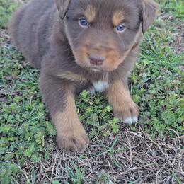 Red Tri Male 2 - Red tri-color male Australian Shepherd puppy in Crossville, Alabama from Bluff View Aussies