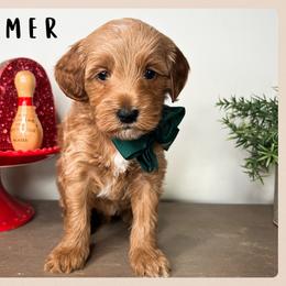 Boomer - Red  male Goldendoodle puppy in Hilton, New York from The House of Goldendoodle