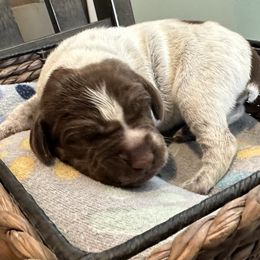 Boy 4 - Liver roan German Shorthaired Pointer puppy in Tionesta, Pennsylvania from Hunter Station Canines