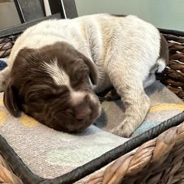 Boy 4 - Liver roan German Shorthaired Pointer puppy in Tionesta, Pennsylvania from Hunter Station Canines