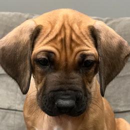 Rhodesian Ridgeback Puppies from Mutare Ridgebacks