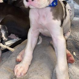 Great Danes from Galactic Danes