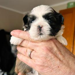 Panda - Brown female Shichon puppy in Pennsylvania from Manor Hills Shih Tzus