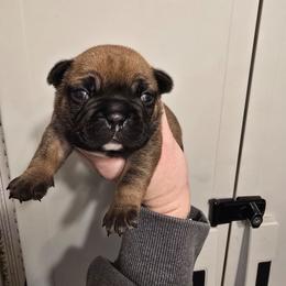 Female 3 - Fawn and white female French Bulldog puppy in Yellowstone County, Montana from JNS Frenchies