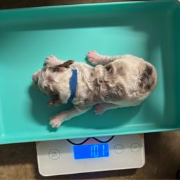 Twix - Chocolate merle male Bernedoodle puppy in Richmond, Texas from Harper’s Heartbeats