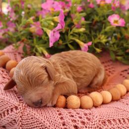 Miniature Schnauzer and Poodle Puppies from Crystal Rose Canines