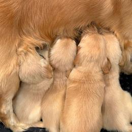 Golden Retriever Puppies from American True Golden retriever