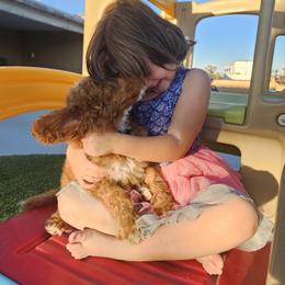 Blue fish- Dr Suess litter - Red male Labradoodle puppy in Phelan, California from Family Doodles
