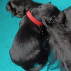 Flat-Coated Retriever Puppies from Midnight Oaks