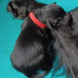 Flat-Coated Retriever Puppies from Midnight Oaks