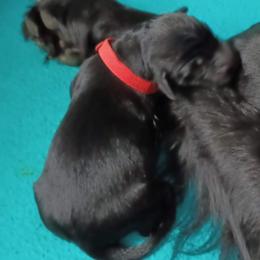 Flat-Coated Retriever Puppies from Midnight Oaks