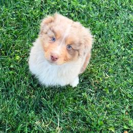 Tater Tot - Red merle female Australian Shepherd puppy in Ashland, Ohio from SS Australian Shepherds