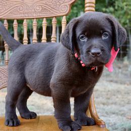 Labrador Retriever puppies from Belle Rose Labradors
