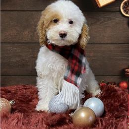 Bernedoodle and Goldendoodle Puppies from I Dream of Doodles
