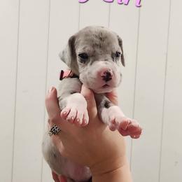 Tiny - Mantle merle female Great Dane puppy in Longview, Texas from Lazy A Danes