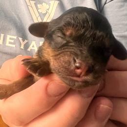 Girl 2 - Black and tan female Cavapoo puppy in Fairmont, West Virginia from Robin Nelson