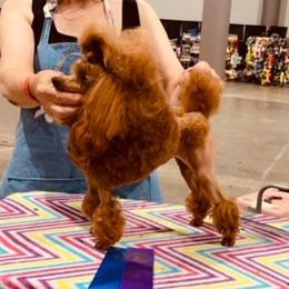 Lady - Poodle