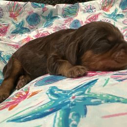 Stella - Chocolate female Cavalier King Charles Spaniel puppy in Frisco, Texas from Texas Cavalier King Charles Spaniels Manard Enterprises