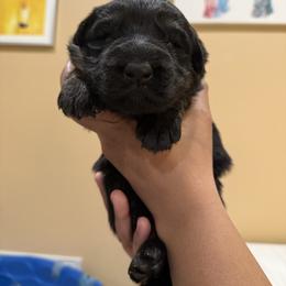 Bon Bon - Black and tan female German Shepherd puppy in Brighton, Michigan from Szegi Haus K9 Solutions