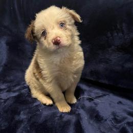 Pumpkin Spice - Red merle female Border Collie puppy in Grapeview, Washington from Athena’s Collies