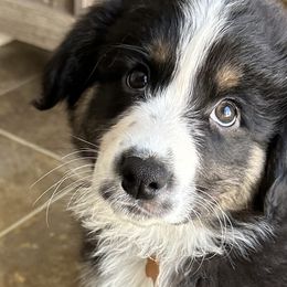 Coal - Black Australian Shepherd puppy in Ashland, Wisconsin from Ahava's Australian Shepherds