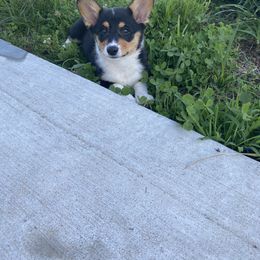 Pembroke Welsh Corgi Puppies from Clearsky Corgis