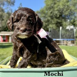 Mochi - Chocolate female Australian Labradoodle puppy in Citrus Heights, California from Elite Blend Labradoodles