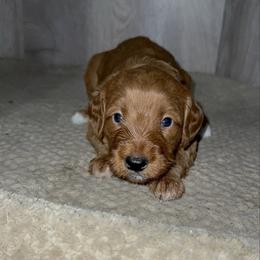 Abby - Apricot female Goldendoodle puppy in Valdosta, Georgia from Designer Doodles of South GA