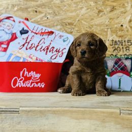Red - Red  female Goldendoodle puppy in Baldwin, Georgia from Simmons F1b Goldendoodles