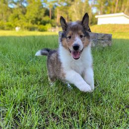 Donald - Sable and white male Collie puppy in St Augustine, Florida from Saltwater Collies LLC
