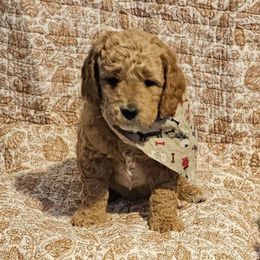 Austin - Apricot male Goldendoodle puppy in Bonham, Texas from Happy Valley Puppies
