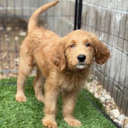 Prada - Apricot female Goldendoodle puppy in Las Vegas, Nevada from Puppies of the West