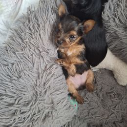 Yorkshire Terrier Puppies from The Yorkies and Us