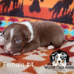Girl 4 - Red tri-color female Australian Shepherd puppy in Harpers Ferry, Iowa from Wexford Creek Aussies, LLC