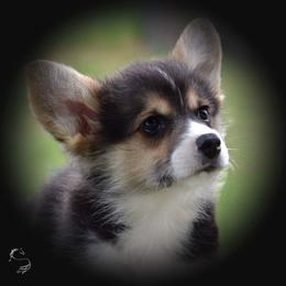 Pembroke Welsh Corgi Puppies from Ranch Hand Corgis