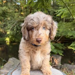 Aussiedoodle, Bordoodle, Goldendoodle, and Poodle Puppies from Korbella Farm