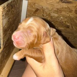 Black Collar - Red  male Goldendoodle puppy in Winchester, Tennessee from Mahaffey’s Doodles