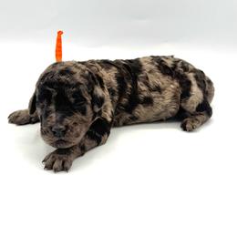 Kamikazi - Merle male Goldendoodle puppy in Mount Pleasant, Tennessee from Doodle My Heart