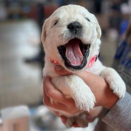 Girl 1 - Light golden female Golden Retriever puppy in Orland, California from Brownfield’s English Cream Golden Retrievers