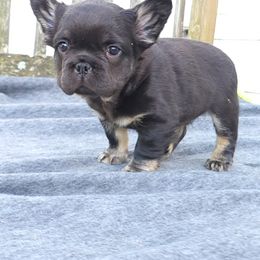Boy 2 - Black and tan French Bulldog puppy in Charlotte, North Carolina from Solid Bulls Kamp LLC