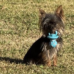 Toy Australian Shepherds and Yorkshire Terriers from DK’s Littles & Co