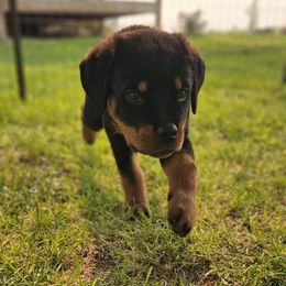 Rottweiler Puppies from Mack Daddy Rottweilers