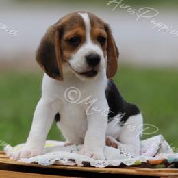 AKC 'Buckaroo' - Black white and tan male Beagle puppy in Lamar, Missouri from Marti Acres ~ Boston Terrier & Beagles